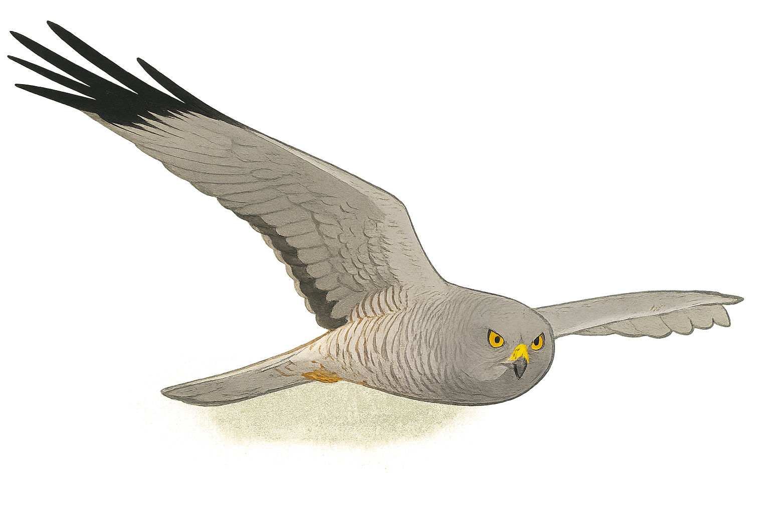 Vari ceniciento animado