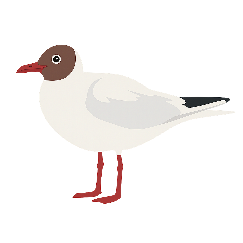 Animación Gaviota cahuil